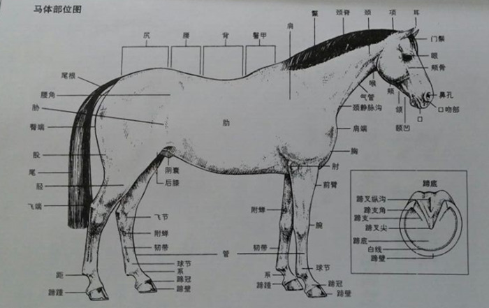 马的身体结构