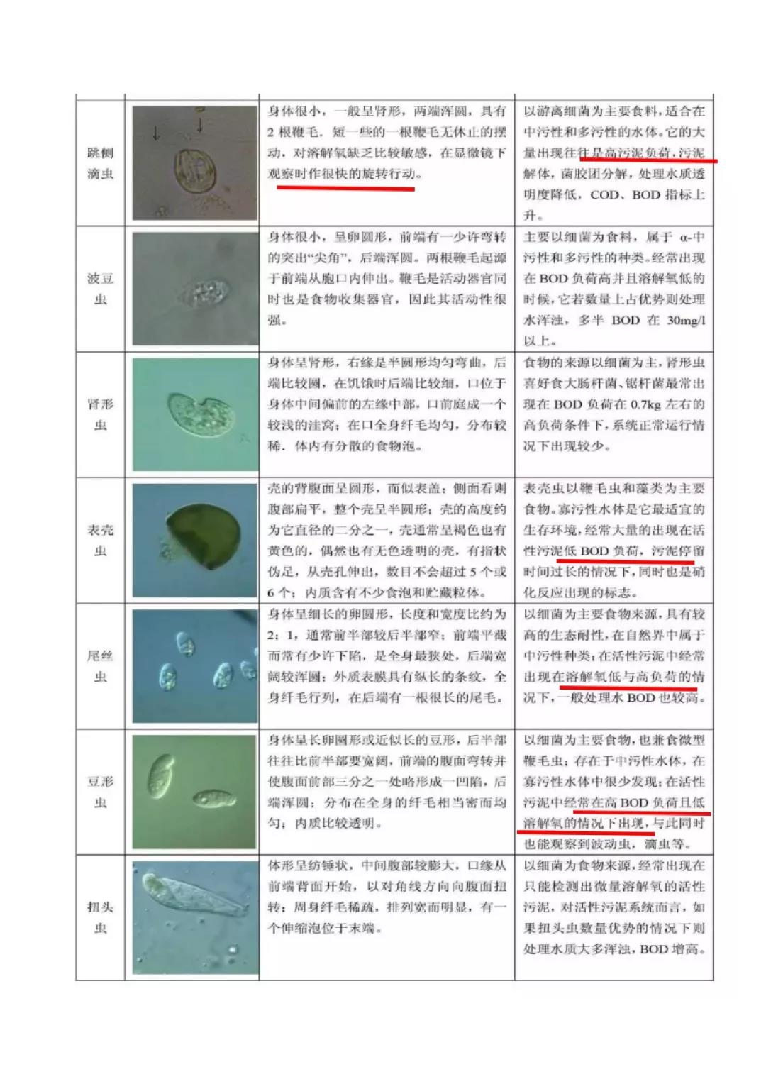 活性污泥微生物镜检|附35种微生物图谱和10个问答-北京百微特环境科技