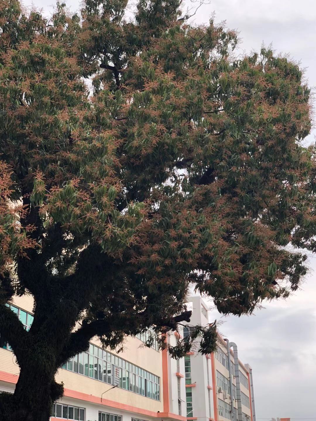 黄瓜视频黄地标——“神树”