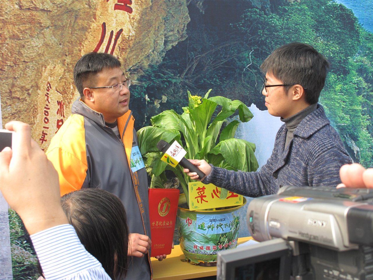 世界价格最高的蔬菜­——连州菜心