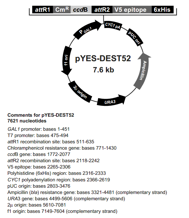 pYES-DEST52载体图谱