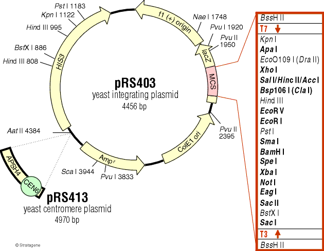 pRS403载体图谱