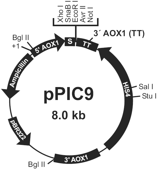 pPIC9载体图谱