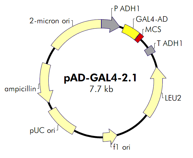pAD-GAL4-2.1载体图谱