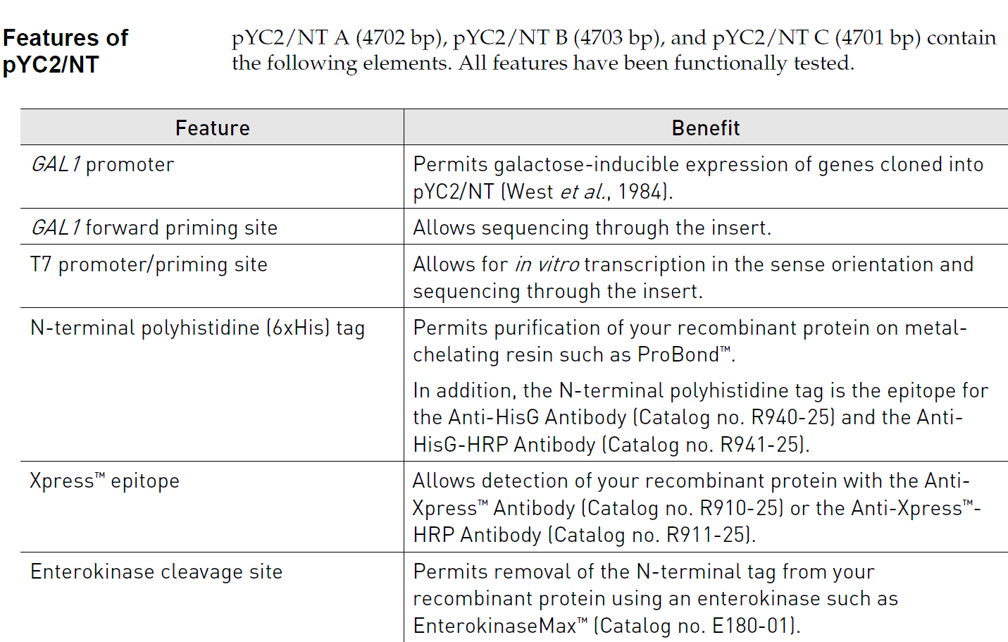 pYC2/NT B 载体特征