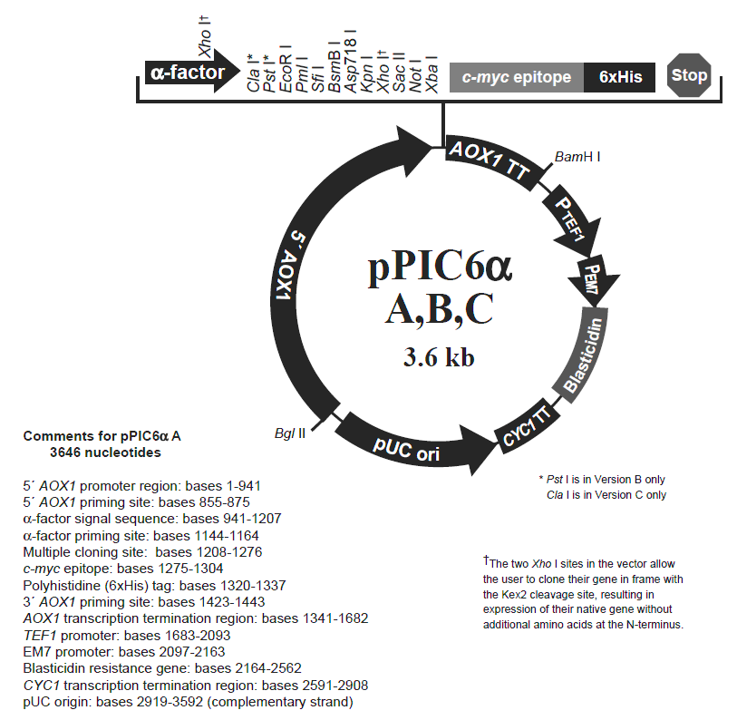pPIC6&alpha;B载体图谱