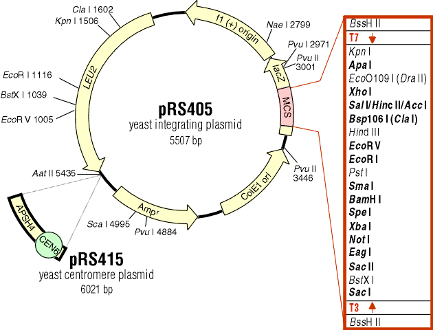 pRS405载体图谱