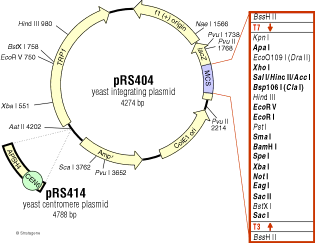 pRS414载体图谱