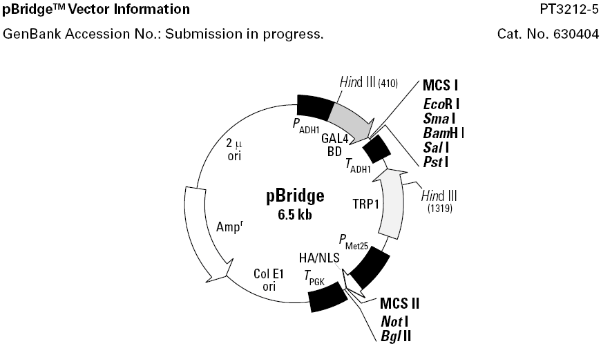 pBridge载体图谱