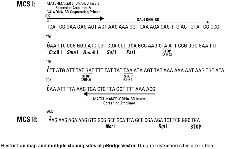 pBridge多克隆位点