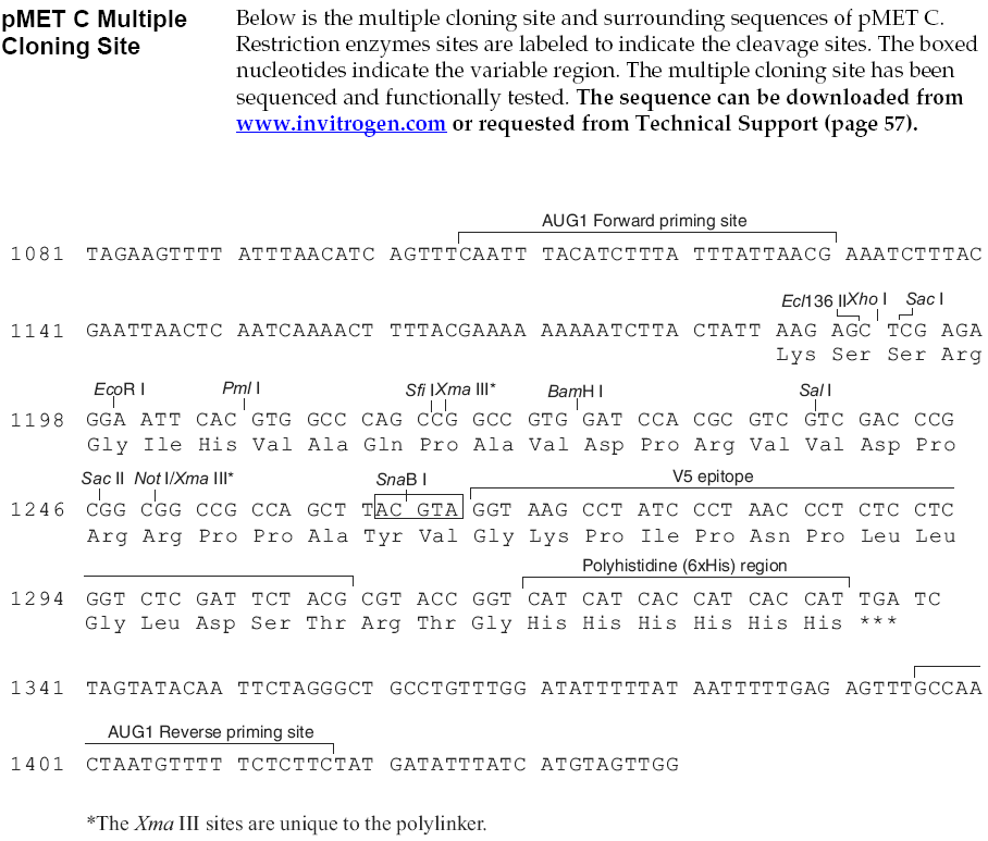 pMET C多克隆位点