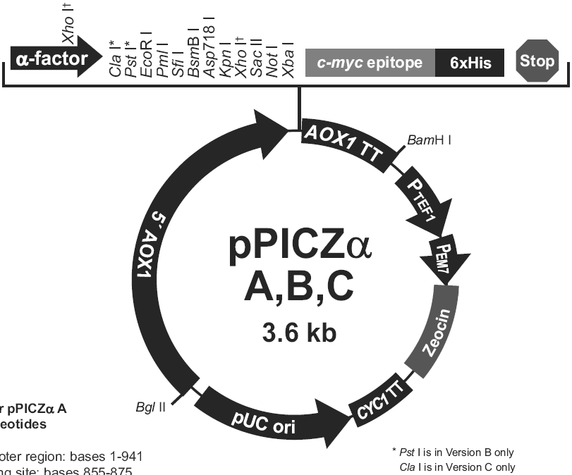 pPICZalpha A载体图谱