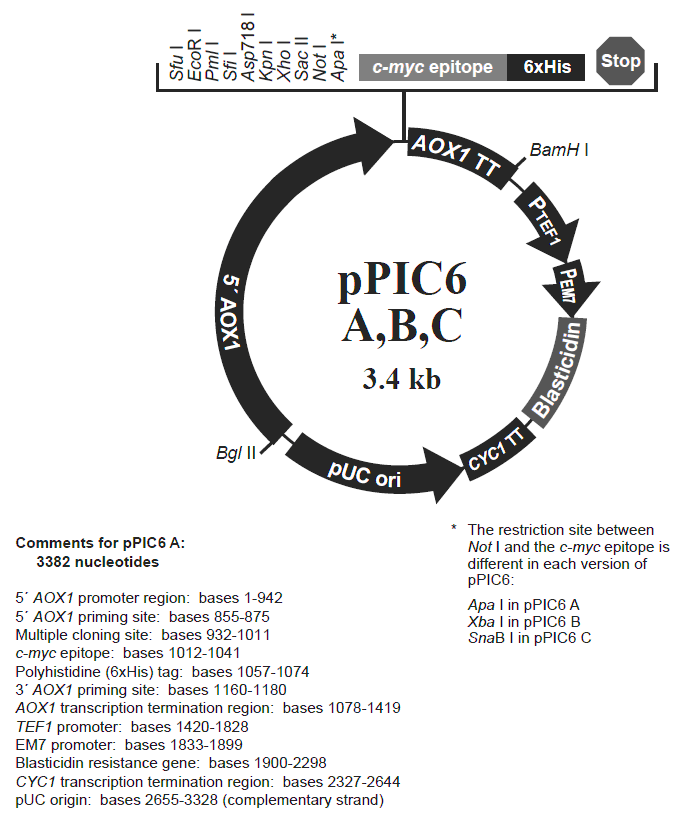 pPIC6 B载体图谱