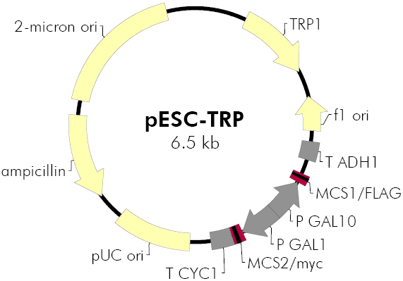 pESC-TRP载体图谱