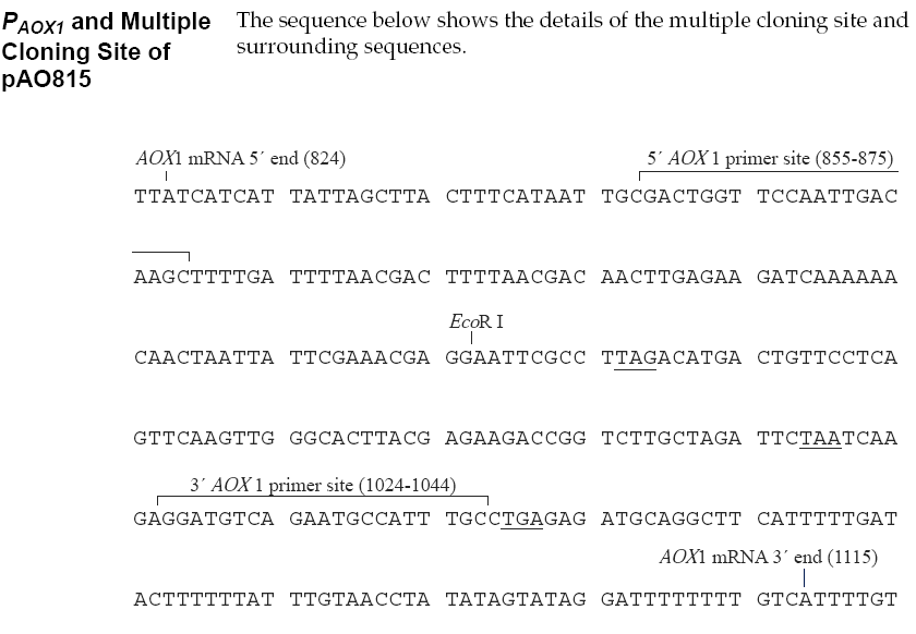 pAO815多克隆位点