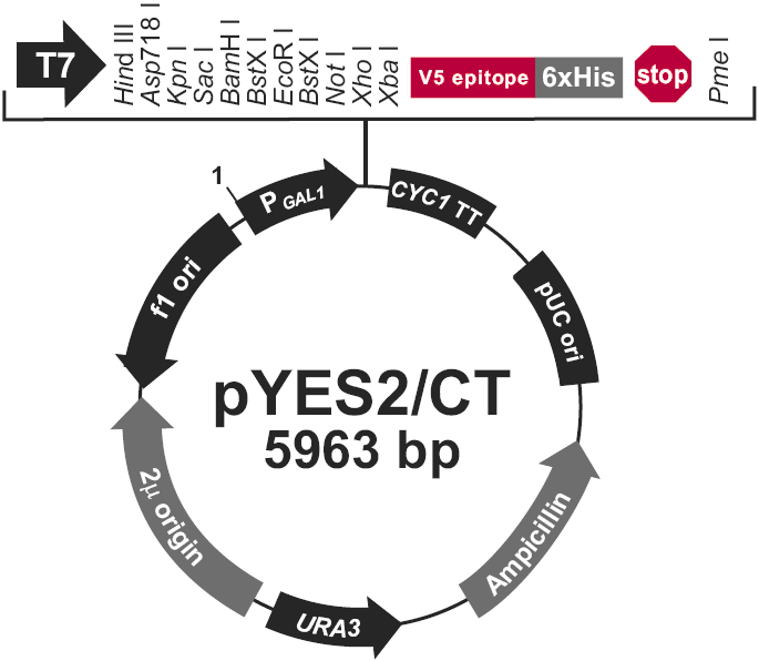 pYES2-CT载体图谱