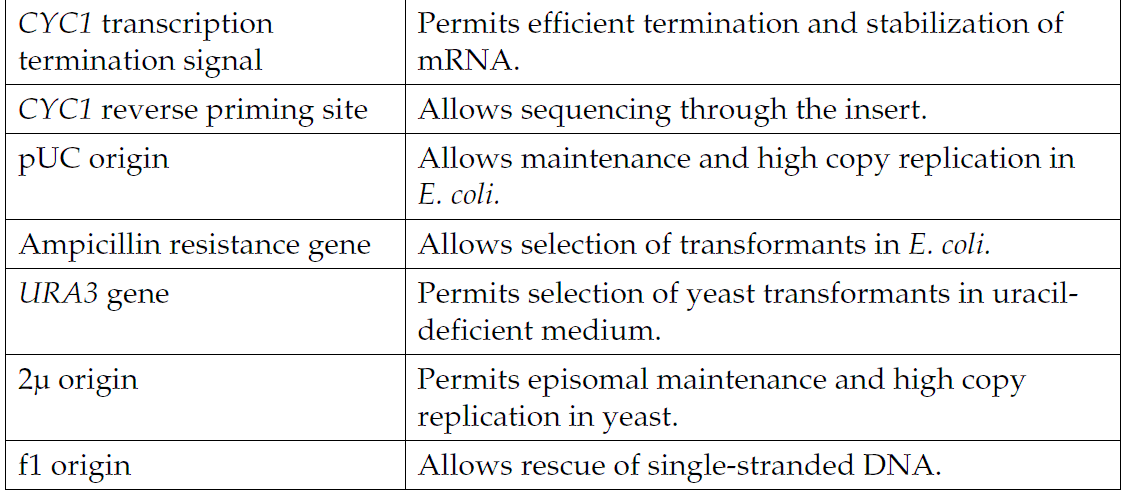 pYES2-CT 载体特征