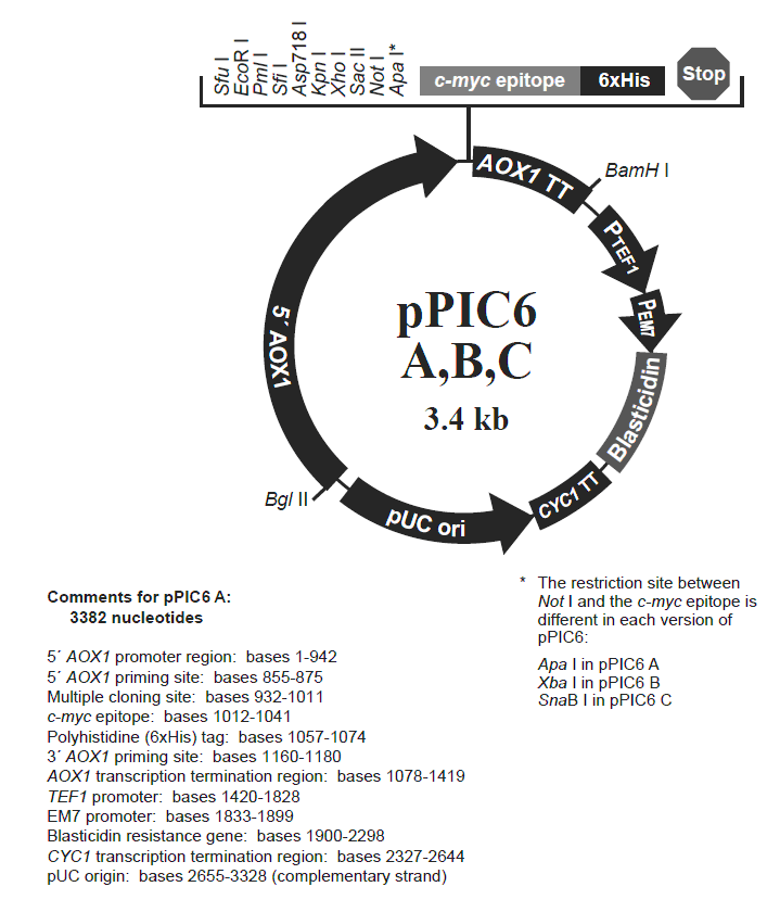 pPIC6 A载体图谱
