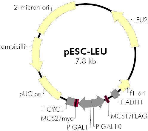 pESC-Leu载体图谱