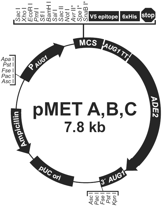 pMET A载体图谱