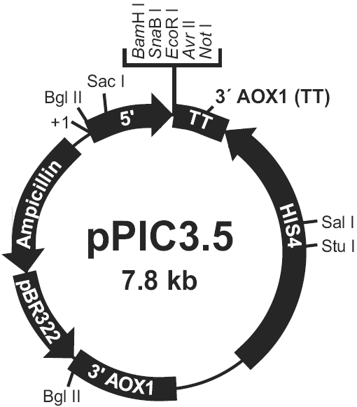 pPIC3.5载体图谱