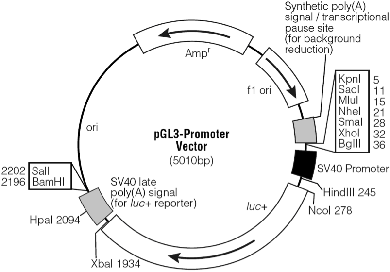 pGL3-Promoter