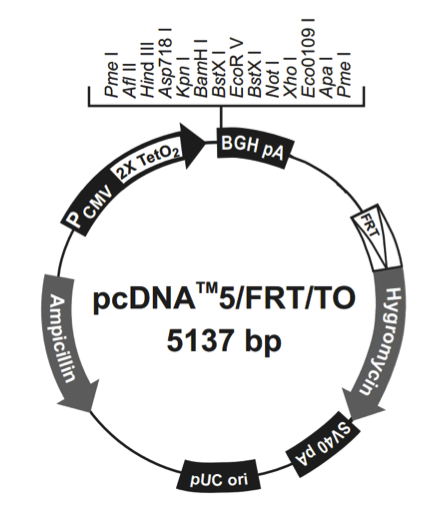 pcDNA5\/FRT\/TO