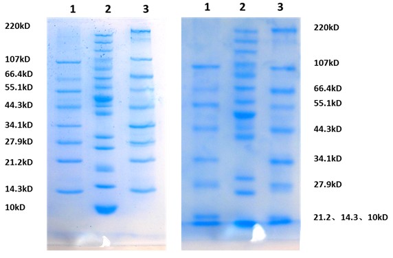 蛋白凝胶快速电泳液