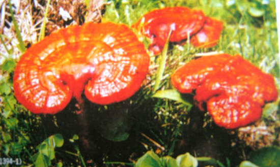 灵芝，女性护肤养颜的好朋友