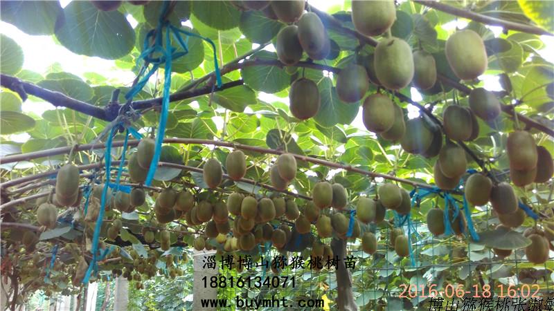 山东淄博万亩猕猴桃种植平均每亩净赚4万元,青