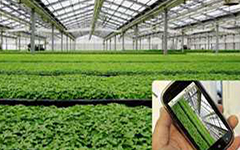 智慧绿态农业/花卉大棚 环境云监测物◆联网系统