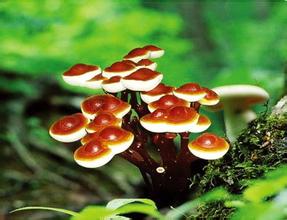 灵芝的保肝解毒作用研究