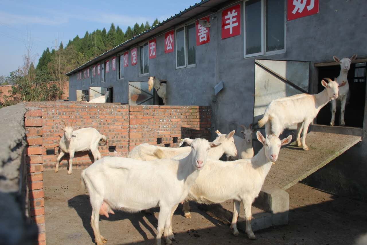 翔宇牧业一是萨能奶山羊西南地区的繁殖基地,二是萨能山羊奶的生产商