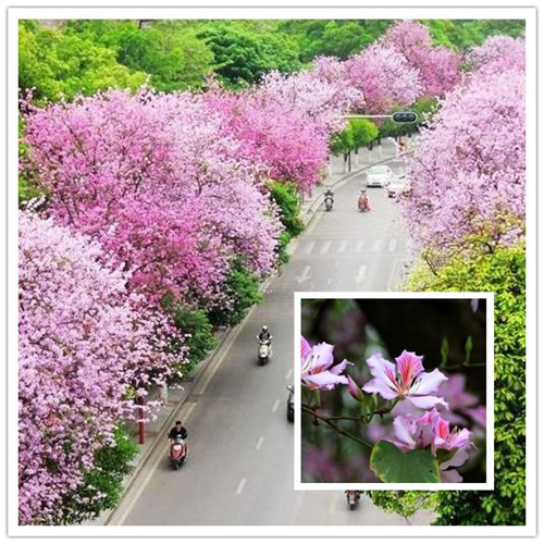 红花羊蹄甲(叫红花紫荆,洋紫荆)——为苏木亚科羊蹄甲属是香港的市花