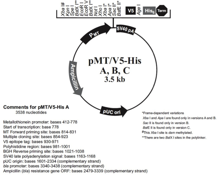 PMT/V5-His B- 北京华越洋生物