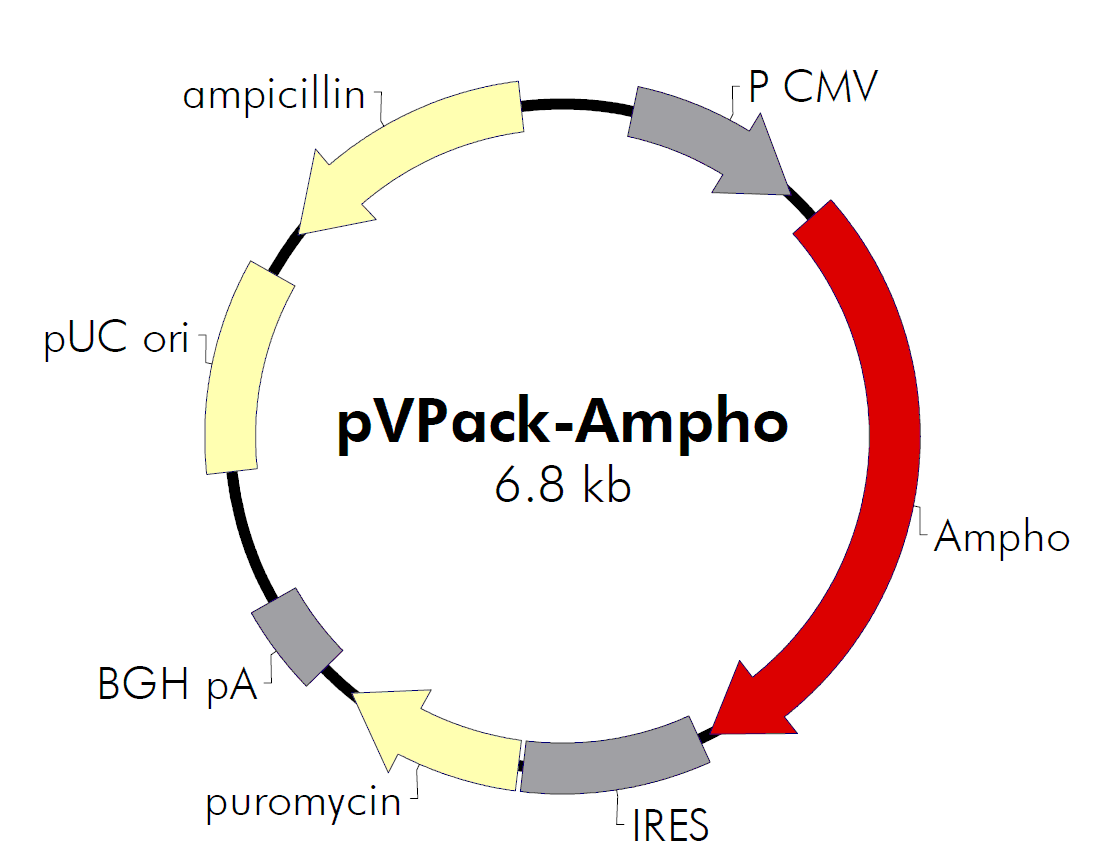 载体标签 : 无 载体抗性 : ampicillin 筛选标记 : 嘌呤霉素 克隆