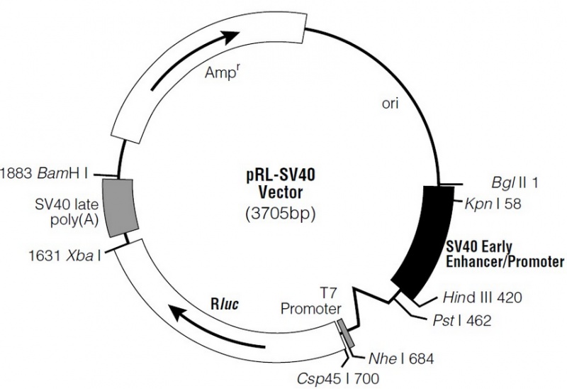 pRL-SV40- 北京华越洋生物