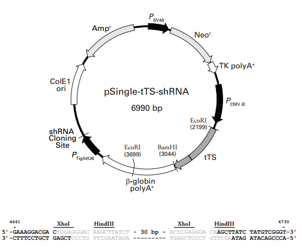 pSingle-tTS-shRNA