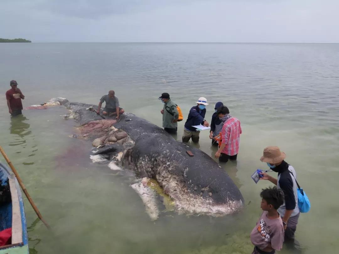 当海洋里到处都是垃圾,海洋生物误食垃圾,被困,受伤,甚至死亡