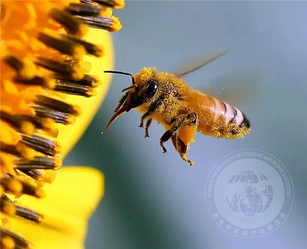 cctv2健康之路 蜜蜂养生揭秘-世界中医药学会联合会
