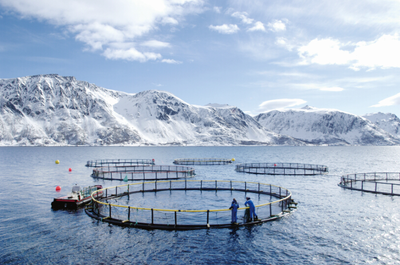 青海打造国际一流 智能化鲑鳟鱼养殖基地——访青海民泽龙羊峡生态水