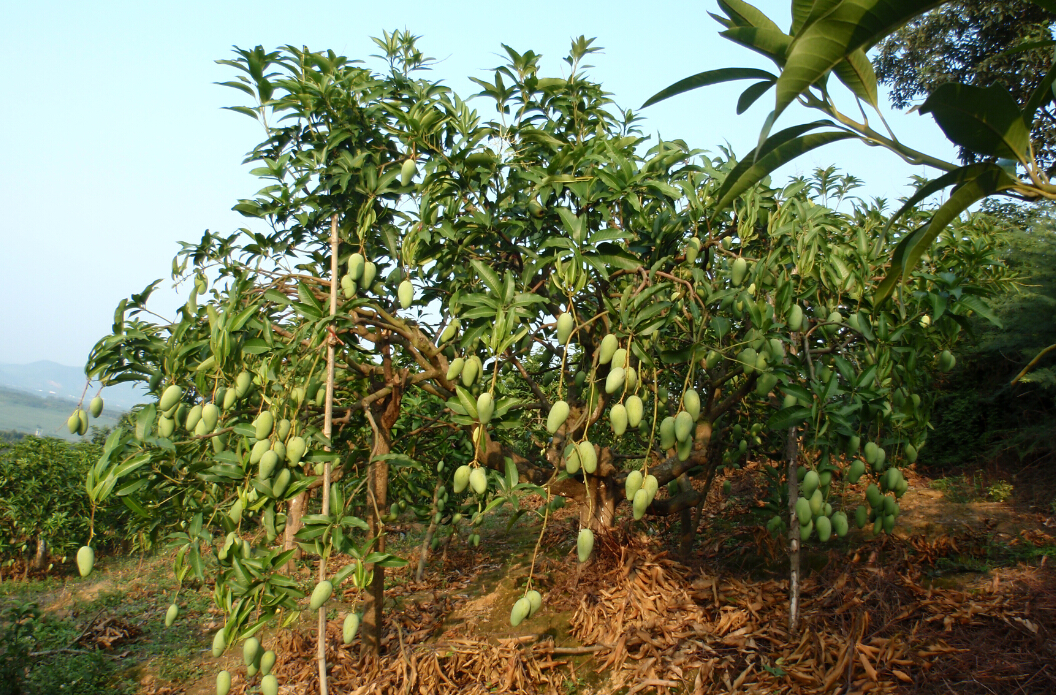 规模果园-百色芒果网