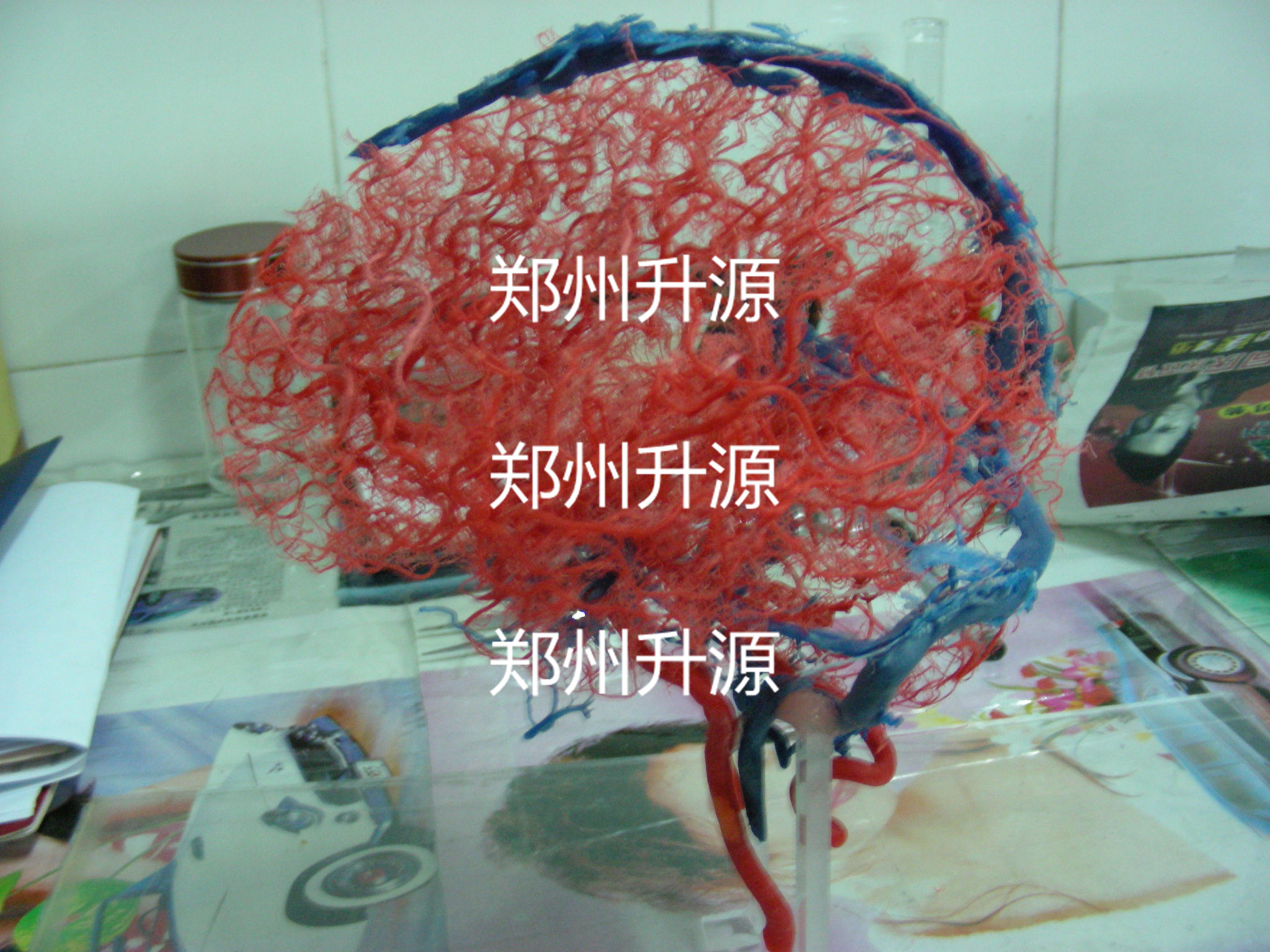 铸型标本-郑州升源教学设备有限公司