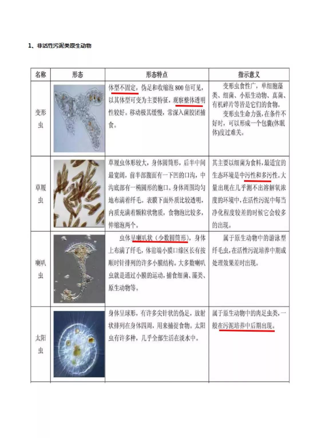 活性污泥微生物镜检|附35种微生物图谱和10个问答-北京百微特环境科技