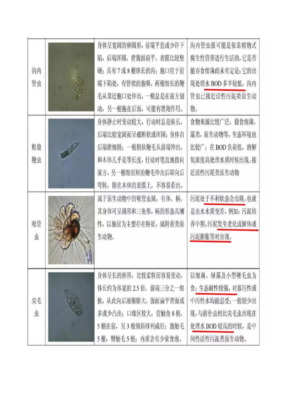 活性污泥微生物镜检|附35种微生物图谱和10个问答-北京百微特环境科技