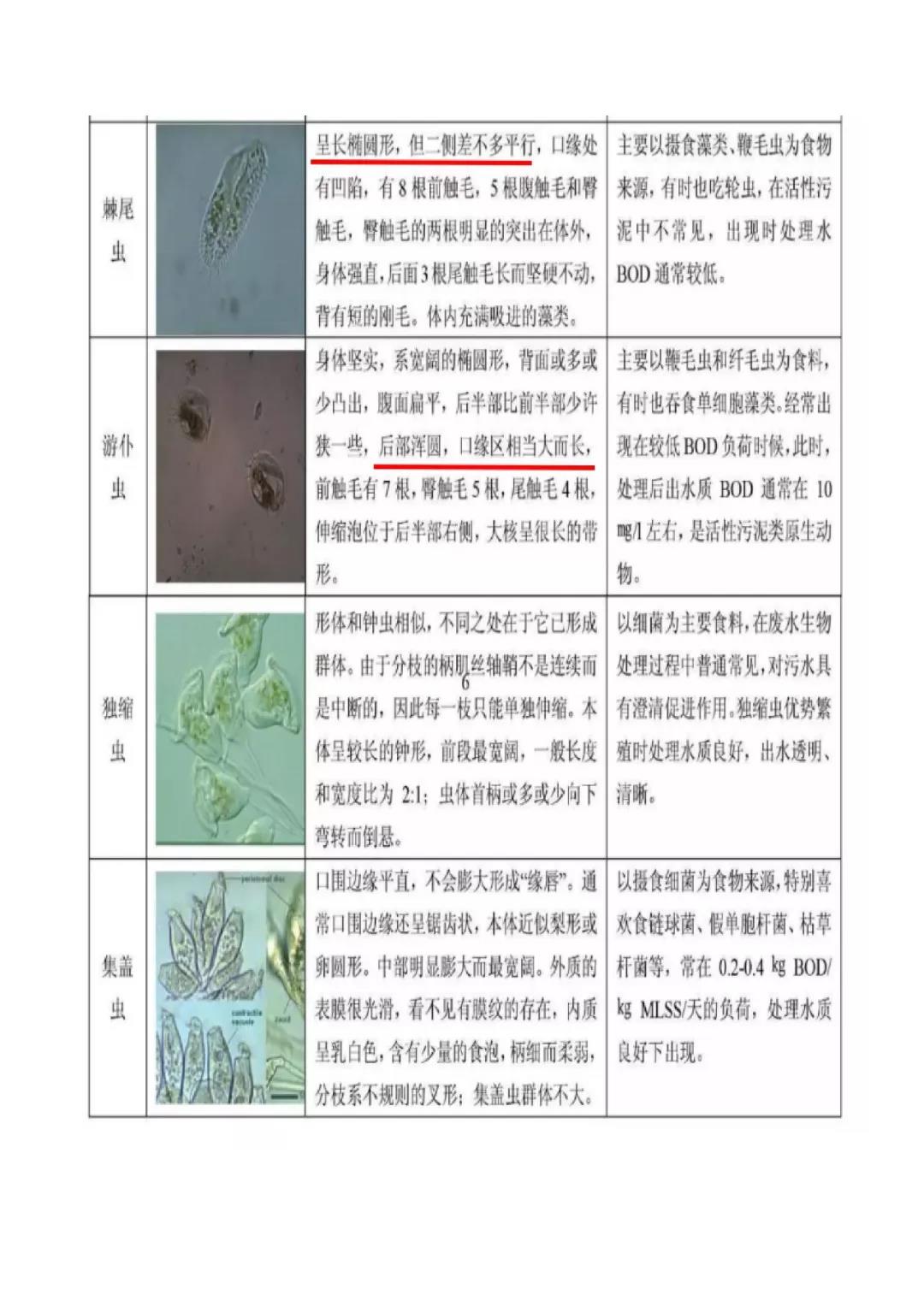 活性污泥微生物镜检|附35种微生物图谱和10个问答-北京百微特环境科技