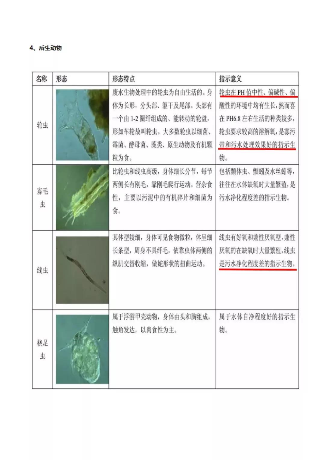 活性污泥微生物镜检|附35种微生物图谱和10个问答-北京百微特环境科技