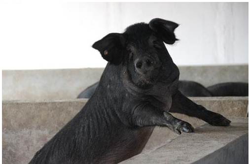 黑猪肉所含的"全蛋白质"更能辅佐修补人体组织