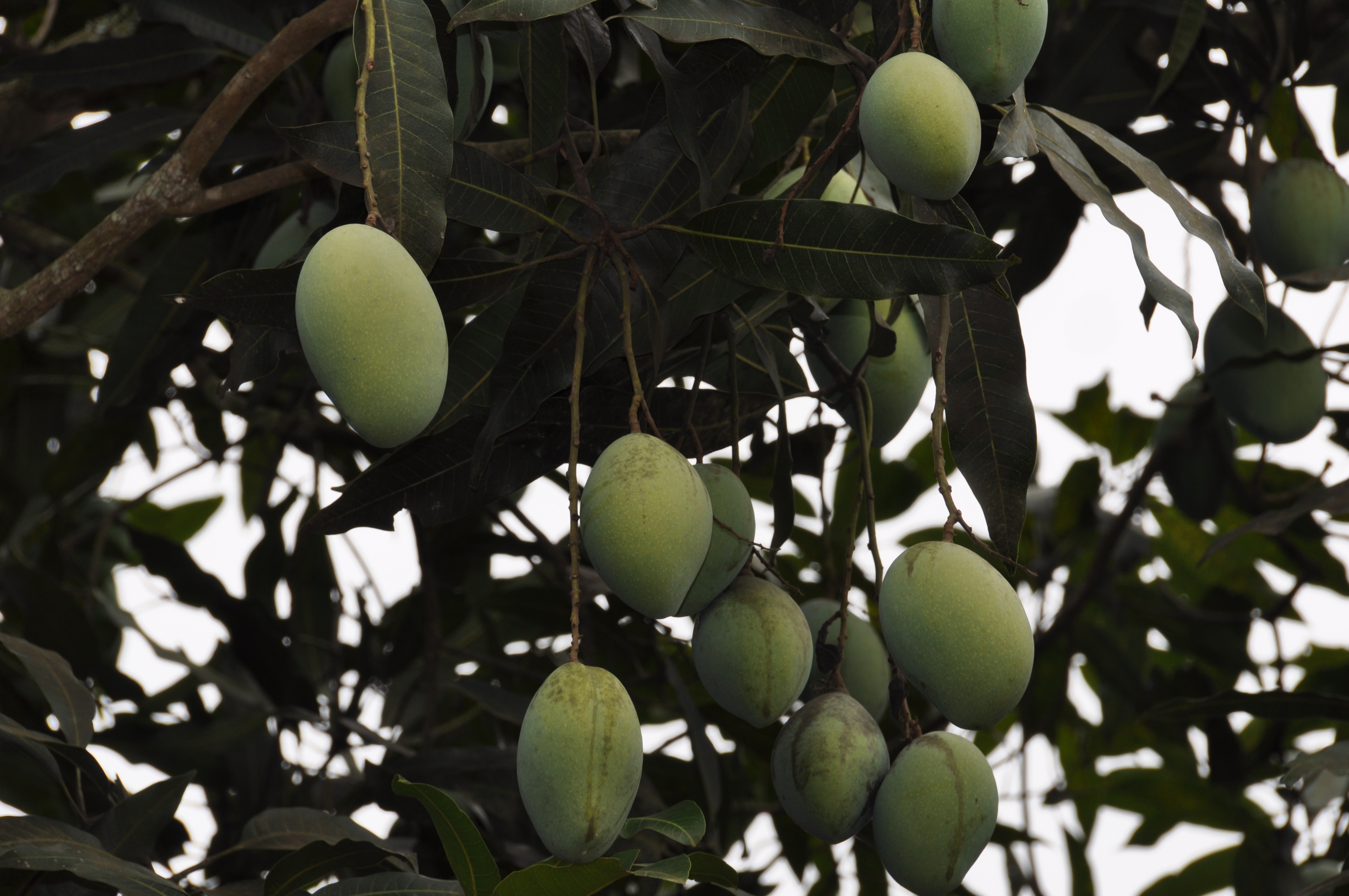 滇秘味鲜芒果-云南滇秘味食品开发有限公司