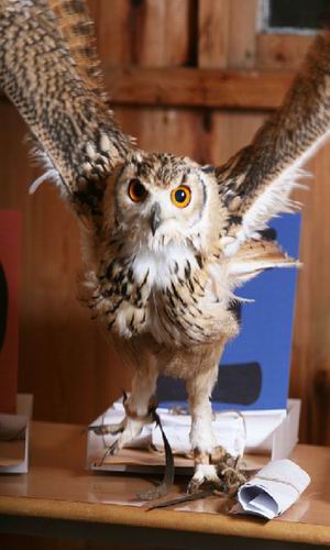 猫头鹰送信快捷又省钱 英国再现古老通信方式